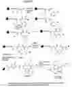 Fig. 08 - Spatially-defined macrocycles incorporating peptide bond surrogates