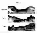 Fig. 06 - Method for stimulating wound healing
