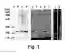 Fig. 02 - Hydrophobically-modified protein compositions and methods