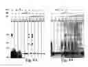 Fig. 04 - Inhibitor of DNA methylation