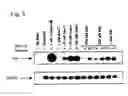 Fig. 07 - Inhibitor of DNA methylation