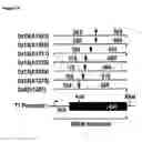 Fig. 03 - Vascular therapeutics