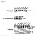 Fig. 04 - Vascular therapeutics