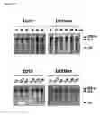 Fig. 05 - Vascular therapeutics