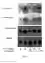 Fig. 03 - Pharmaceutical compositions and methods relating to fucans