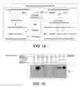 Fig. 08 - HIF-1 inhibitors and methods of use thereof