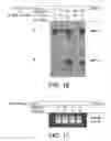 Fig. 09 - HIF-1 inhibitors and methods of use thereof