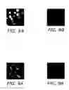 Fig. 05 - Methods of application of Schisandrin B in the preparation of anticancer medications