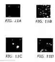 Fig. 07 - Methods of application of Schisandrin B in the preparation of anticancer medications