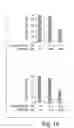 Fig. 02 - Method of treating cancers using β-lapachone or analogs or derivatives thereof