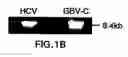 Fig. 03 - GB virus C and methods of treating viral infections