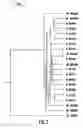 Fig. 04 - GB virus C and methods of treating viral infections