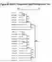 Fig. 28 - GB virus C and methods of treating viral infections