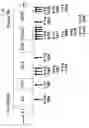 Fig. 43 - GB virus C and methods of treating viral infections
