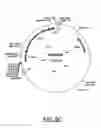 Fig. 08 - Inhibition of generative propagation in genetically modified herbicide resistant grasses