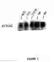 Fig. 02 - Cell division and proliferation preferred regulatory elements and uses thereof