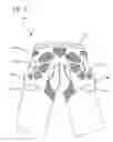 Fig. 07 - Fall protection harness
