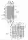 Fig. 02 - Machine direction yarn stitched triple layer papermaker's forming fabrics