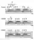 Fig. 07 - Method of manufacturing organic EL device, organic EL device, and electronic apparatus