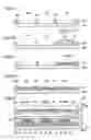 Fig. 08 - Method of manufacturing organic EL device, organic EL device, and electronic apparatus