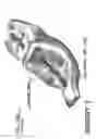 Fig. 02 - Contour motorcycle seat