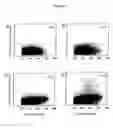 Fig. 08 - Monocyte-derived dendritic cell subsets