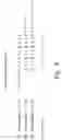 Fig. 07 - B-cell epitope peptides of HSP 65, DNA encoding said peptides, antibodies directed against said peptides and the different uses thereof in the treatment of inflammatory and autoimmune diseases