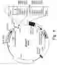 Fig. 08 - B-cell epitope peptides of HSP 65, DNA encoding said peptides, antibodies directed against said peptides and the different uses thereof in the treatment of inflammatory and autoimmune diseases