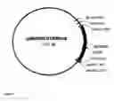 Fig. 02 - Modified growth hormone fusion polypeptides