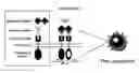 Fig. 22 - Lipoparticles comprising proteins, methods of making, and using the same