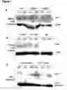 Fig. 02 - Modulation of apoptosis