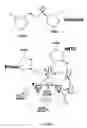 Fig. 02 - Manganese ion regulation of reverse transcriptase activity and methods of modulating same