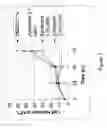 Fig. 04 - Methods for treating prostate cancer with herbal compositions