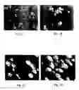 Fig. 02 - Process for making a flowable nondigestible oil