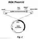Fig. 03 - Screening system for modulators of her2 mediated transcription and her2 modulators identified thereby