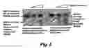 Fig. 06 - Screening system for modulators of her2 mediated transcription and her2 modulators identified thereby