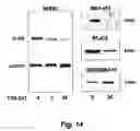 Fig. 20 - Screening system for modulators of her2 mediated transcription and her2 modulators identified thereby
