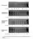 Fig. 03 - Methods and compositions for modulating “marginally indiscriminant” hybridizations