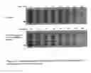 Fig. 04 - Methods and compositions for modulating “marginally indiscriminant” hybridizations