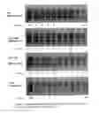 Fig. 10 - Methods and compositions for modulating “marginally indiscriminant” hybridizations