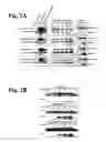 Fig. 04 - Protein modulation