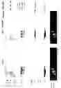Fig. 12 - Compositions and methods for treating cells having double minute DNA