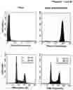 Fig. 13 - Compositions and methods for treating cells having double minute DNA