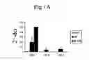 Fig. 02 - Method for identification of modulators of pre-adipocyte differentiation