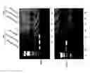 Fig. 06 - Method for identification of modulators of pre-adipocyte differentiation