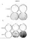 Fig. 09 - Method for identification of modulators of pre-adipocyte differentiation