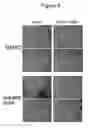 Fig. 11 - Method for identification of modulators of pre-adipocyte differentiation