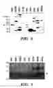 Fig. 07 - Jade nucleic acids, proteins and uses thereof