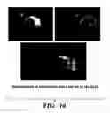 Fig. 10 - Jade nucleic acids, proteins and uses thereof