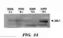 Fig. 19 - Jade nucleic acids, proteins and uses thereof